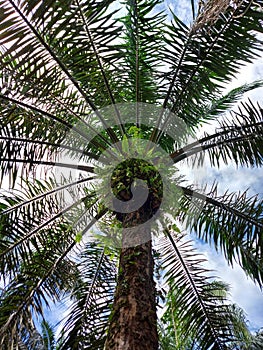 Looking-up oil palm tree with cloudy-sky background