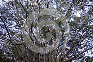 Looking up at old large banyan tree