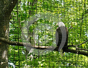 Looking up.. ONE BALD EAGLE EXHIBIT AT ECOTARIUM WORCESTER