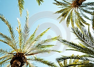 Looking up in a palm tree