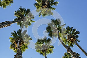 Looking up the palm tree with blue sky