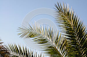 Looking up at Palm Trees