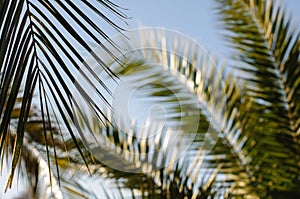 Looking up at Palm Trees