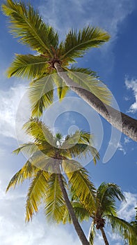 Looking up at palm trees behind blue sky