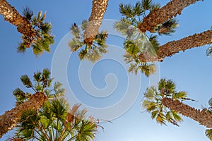 Looking up at palm trees blue sky background