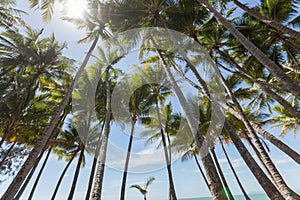 Looking up through palm trees at the day time in the sun