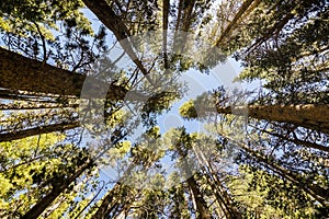 Looking up in a pine forest
