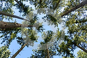 Looking up pine forest. european trees in forest against a clear blue sky. bottom view background