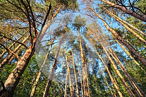 Looking up in pine forest tree to canopy. Bottom view wide angle background