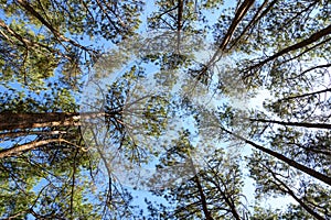 Looking up Pine tree forest with sunlight and natural landscape. View from bottom to top. Look overhead at many pine trees with