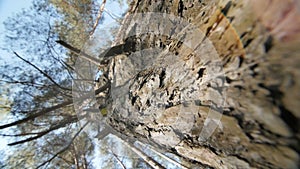 Looking up a pine tree into its canopy.