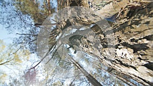 Looking up a pine tree into its canopy.