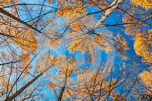 Looking up the pine trees in autumn forest with leaves foliage