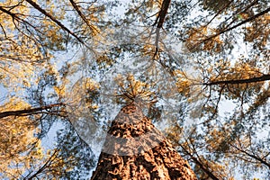 Looking up of pine trees in autumn forest on sunny day