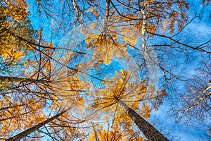 Looking up the pine trees forest in autumn season