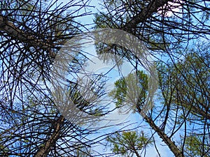 Looking up pine trees crowns branches in woods or forest. Woodlands of Slovenia. Bottom view wide angle background photo. Tops of