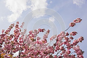 Looking up at pink Sakura flowers against blue sky - cherry blossom trees in spring