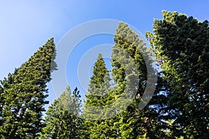 Looking up in a Ponderosa pine trees forest, Lassen Volcanic National Park, Shasta County, Northern California