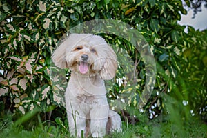 Looking up puppy dog, poodle terrier walking on park, Cute white poodle terrier, relax pet, poodle terrier mix, poodle sit down