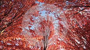 Looking up at red autumn maple tree leaves swaying gently against the blue sky in golden sunlight. Natural background