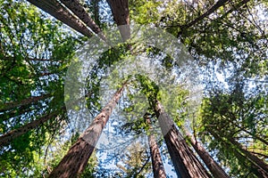 Looking up in a redwood forest, California