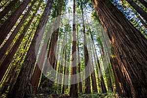 Looking up in the Redwood Forest, Humboldt Redwoods State Park, California