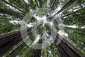 Looking Up at Redwood Trees