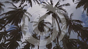 Looking up at rotating palm trees in Phuket, Thailand
