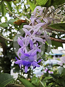 looking up at the sandpaper vine flower plant