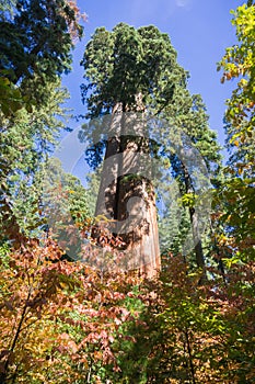 Looking up a Sequoia tree, fall colored Pacific mountain dogwood in the foreground