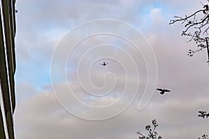 Looking up in the sky, plane and bird competing for space.