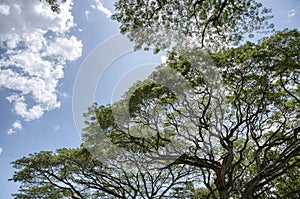 Looking up the sky at the rainforest canopy branches.