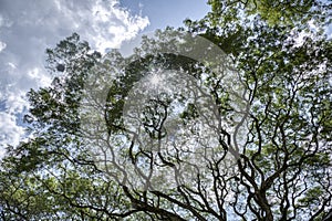 Looking up the sky at the rainforest canopy branches.