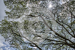 Looking up the sky at the rainforest canopy branches.