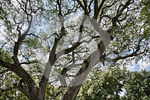 Looking up the sky at the rainforest canopy branches.