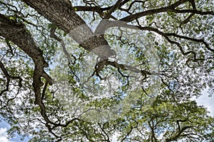 Looking up the sky at the rainforest canopy branches.