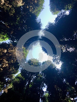 Looking up at the sky from the top of the canopy