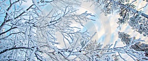 Looking up at snowy branches and trees, winter background