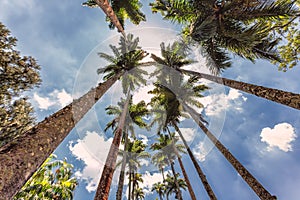 Looking up at some tall palm trees