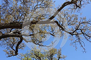 Looking Up at a Sprawling Tree with Sturdy Branches