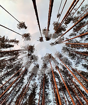 Looking Up In Spring Pine Forest Tree To Canopy. Bottom View Wide Angle Background