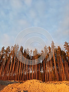 Looking Up In Spring Pine Forest Tree To Canopy. Bottom View Wide Angle Background