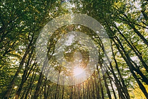 Summer Forest Trees Woods Canopy. Bottom View Wide Angle Background