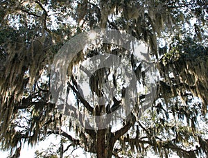 Looking up at the sun shinning through an oak tree with spaninish moss dangling in Beaufort SouthCarolina