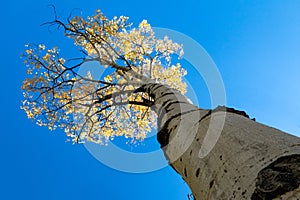 Looking up at a tall aspen tree with golden fall leaves against a blue sky background in the Colorado mountains