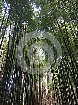 Looking up at tall tree canopy