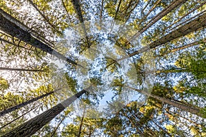 Looking up at tall trees and blue sky