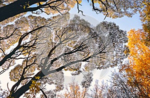 Looking Up at Tall Trees in the Park on an Autumn Day. Warm Light, Yellow Foliage, Capillary Like Silhouettes of Treetop Branches