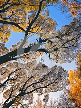 Looking Up at Tall Trees in the Park on an Autumn Day. Warm Light, Yellow Foliage, Capillary Like Silhouettes of Treetop Branches