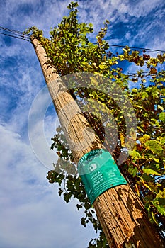 Looking up at telephone pole with green vines growing to top and turquiose State Park Lands sign